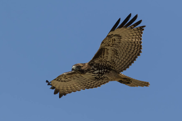 Hawk voando acima do campo de Los Angeles
 - Foto, Imagem