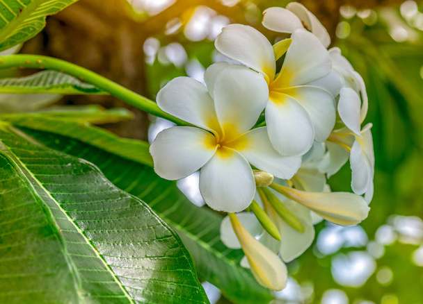 Bulanık zemin üzerine yeşil yaprakları ile Frangipani çiçek (Plumeria alba). Merkezi sarı beyaz çiçeklerle. Sağlık ve spa arka plan. Yaz spa kavramı. Duygu rahatla. Beyaz çiçek çiçeklenme.  - Fotoğraf, Görsel