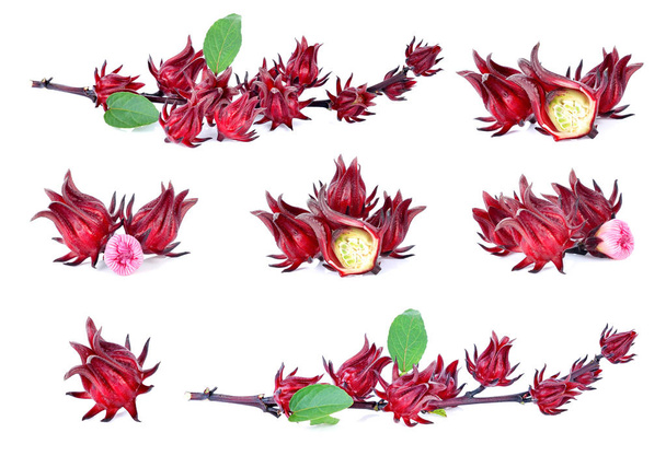 Hibiscus sabdariffa ή roselle φρούτα που απομονώνονται σε λευκό φόντο. - Φωτογραφία, εικόνα