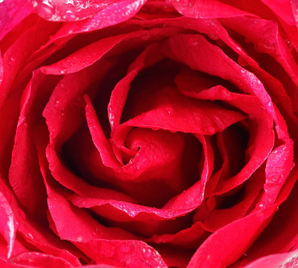 hermosa rosa roja de cerca
 - Foto, imagen