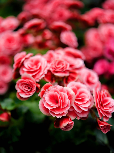 Gros plan de belles fleurs rouges dans le jardin
 - Photo, image
