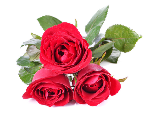 kaunis punainen ruusu eristetty valkoisella taustalla - Valokuva, kuva