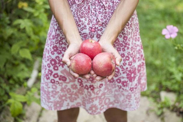Syksyn sato kypsiä omenoita. Punaiset hedelmät lähellä. Nainen keräsi sadon ja pitää sitä käsissään. Puutarhanhoito. Hoikka tyttö mekko on sadonkorjuu puutarhassa
. - Valokuva, kuva