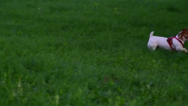 kutya tenyészt Jack Russell Terrier hozza a labdát a nő - Felvétel, videó