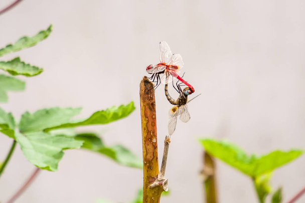 Acasalamento de libélulas na natureza
 - Foto, Imagem