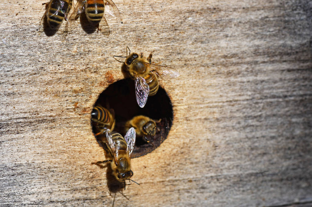 Arılar bir kovanında kaynıyor grupları. - Fotoğraf, Görsel