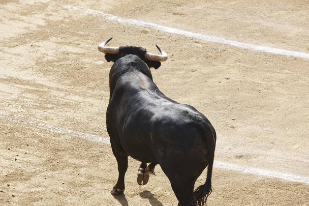 Des taureaux de combat dans l'arène. Des arènes. Toro bravo. Espagne. Horizontal
 - Photo, image