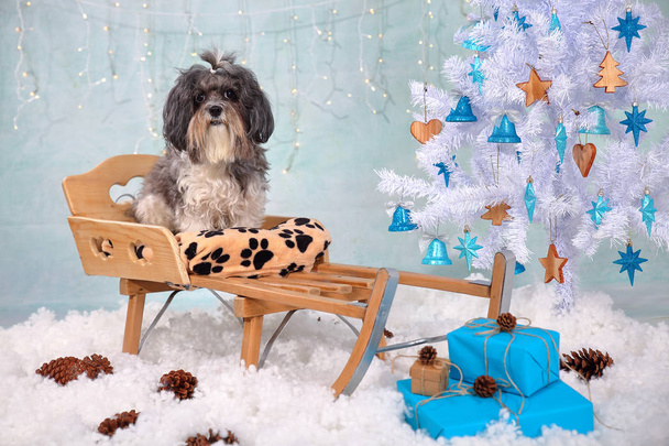 Cute Bichon Havanese dog on a wooden sled in a Christmas/New Year interior - artificial snow, white tree with wood and turquoise ornaments, pine cones, lights and gifts. Winter Holidays with pets - Fotó, kép