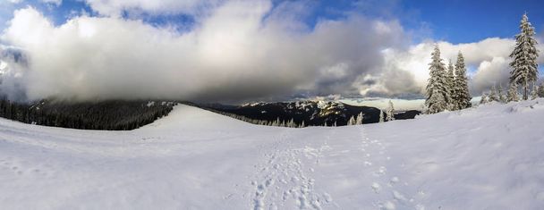雪と冬の山の風景が松の木と低い雲に覆われて - 写真・画像