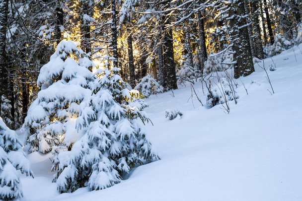 Снежная сосна в зимнем лесу
 - Фото, изображение