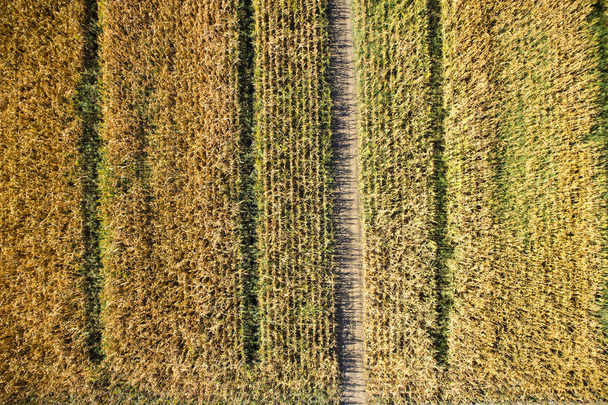 Вид сверху с дрона полностью зрелого кукурузного поля
 - Фото, изображение