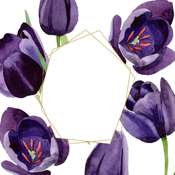 Aquarelle fleur de tulipes noires. Fleur botanique florale. Cadre bordure ornement carré. Aquarelle fleur sauvage pour fond, texture, motif d'emballage, cadre ou bordure
. - Photo, image