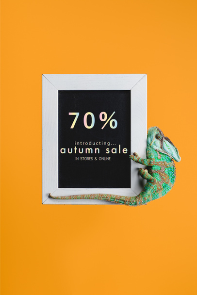 bright green chameleon on blackboard with autumn sale isolated on orange - Zdjęcie, obraz