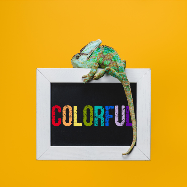 beautiful bright exotic chameleon on blackboard with colorful sign isolated on yellow - 写真・画像