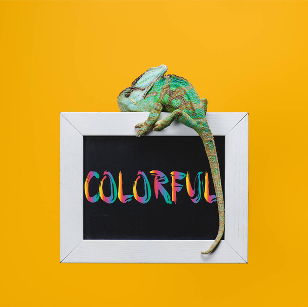 bright exotic chameleon on blackboard with colorful symbol isolated on yellow - Photo, Image
