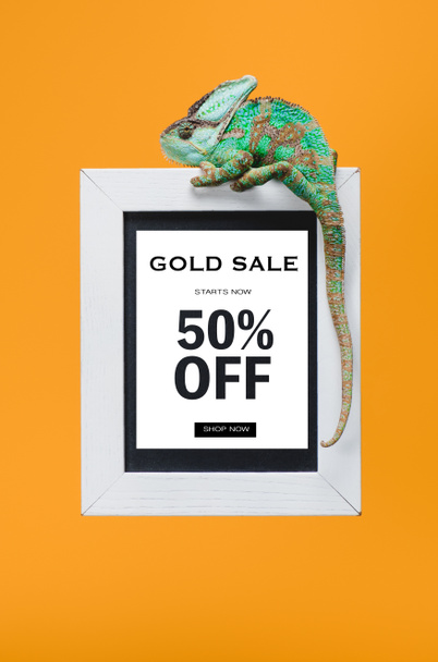 beautiful colorful reptile on blackboard with 50 percents off, gold sale isolated on yellow - Fotoğraf, Görsel
