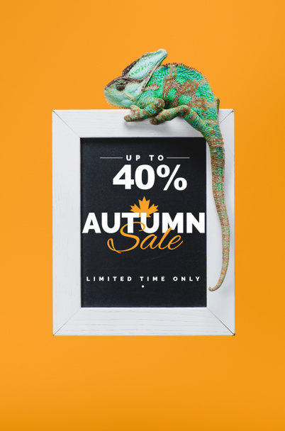 beautiful colorful reptile on blackboard with 40 percents - autumn sale isolated on yellow - Фото, зображення