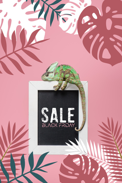 camaleonte verde sulla lavagna con venerdì nero vendita isolato su rosa con monstera e foglie di palma
 - Foto, immagini