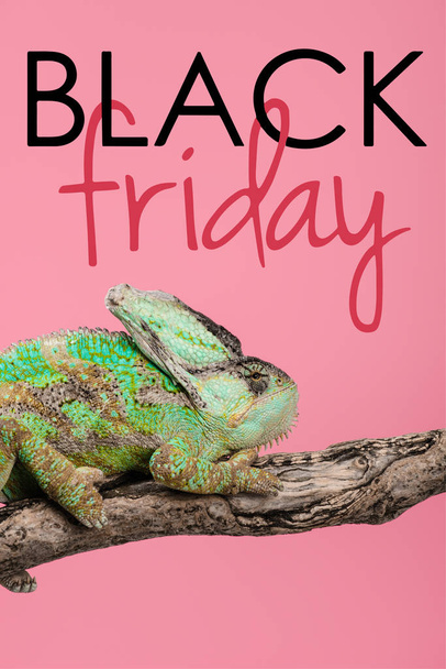 beautiful exotic chameleon sitting on tree branch isolated on pink with black friday sign - Fotoğraf, Görsel