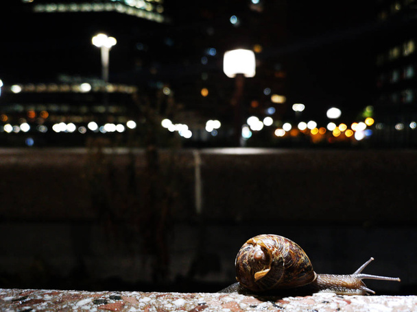 snail on a wall illuminated from behind with a dark background - Photo, Image