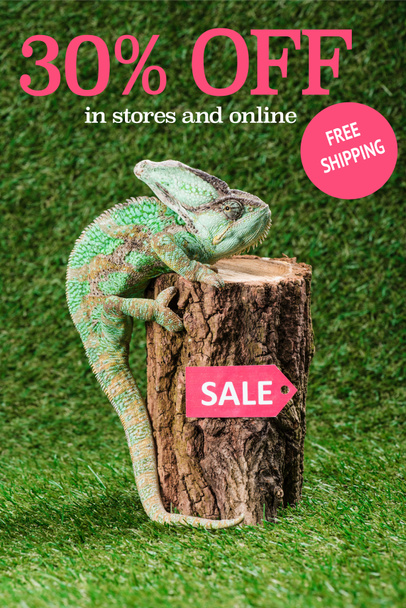 beautiful bright green chameleon climbing on stump with sale tag, with 30 percents off, free shipping lettering - Fotó, kép