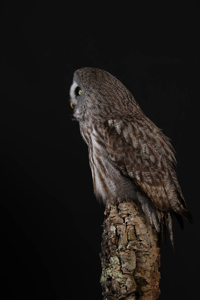 Portrait of Great Grey Owl on black background - 写真・画像