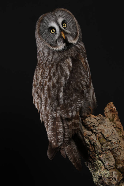 Portrait of Great Grey Owl on black background - Foto, afbeelding