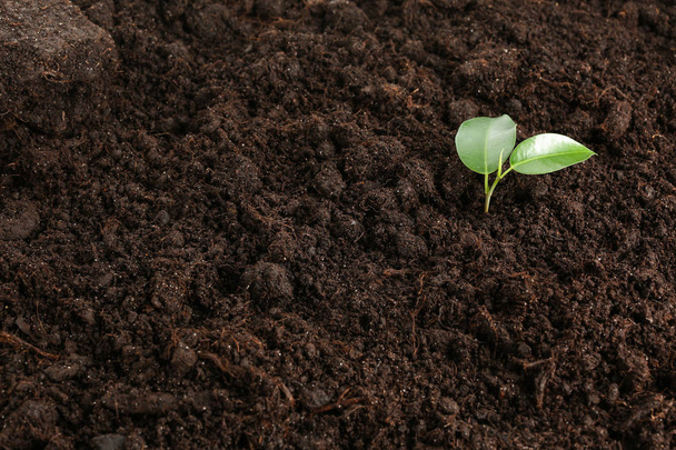 Small green plant in soil - Foto, immagini