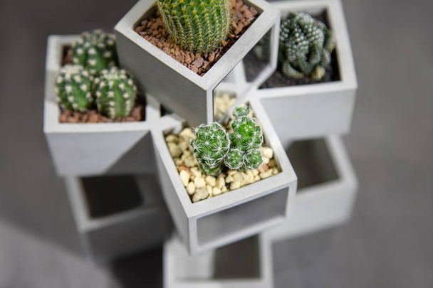 Colección de cactus y plantas suculentas en maceta exterior. Plantas de cactus en maceta
. - Foto, imagen