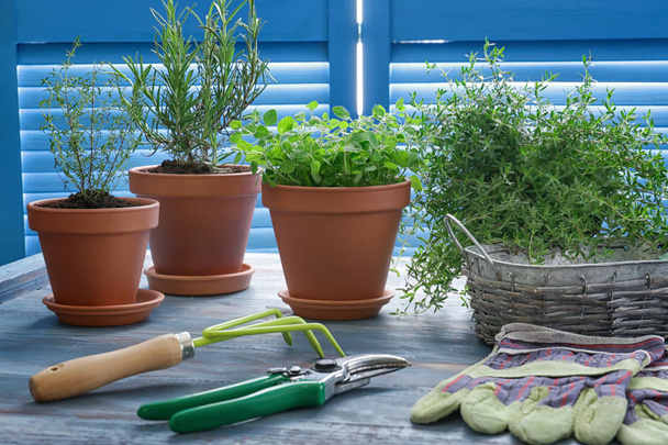 Garnki z świeże zioła aromatyczne i narzędzia ogrodnicze na drewnianym stole - Zdjęcie, obraz