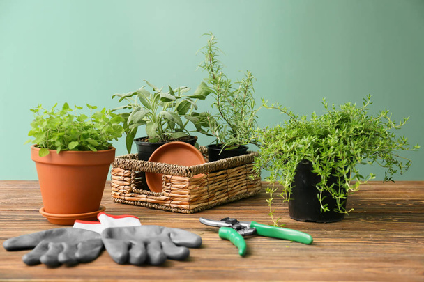 Pentole con erbe aromatiche fresche e attrezzature per il giardinaggio su tavolo di legno
 - Foto, immagini