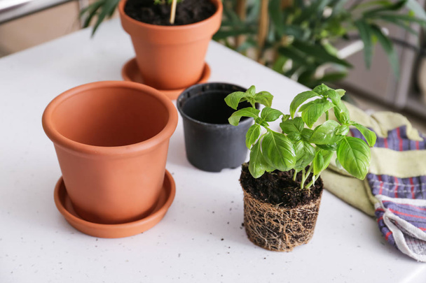 Green basil in soil with pots on white table - Photo, Image