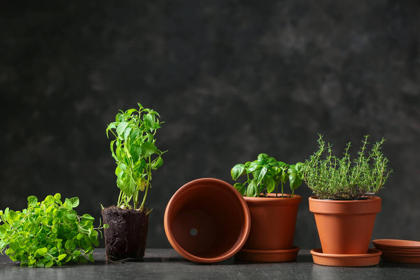 Pots with fresh aromatic herbs on grey table - Photo, Image