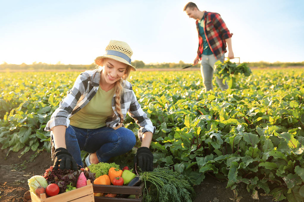 Agriculteurs cueillant des légumes dans les champs
 - Photo, image