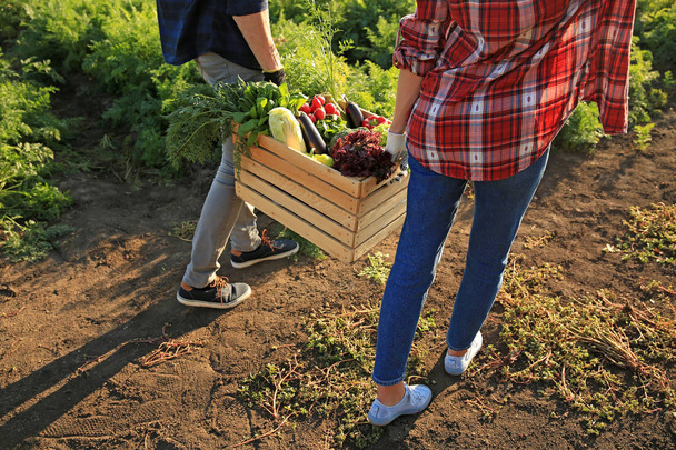 Agriculteurs portant une caisse avec des légumes cueillis dans le champ
 - Photo, image