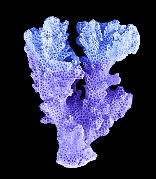 Siyah zemin üzerinde izole mercan - Fotoğraf, Görsel