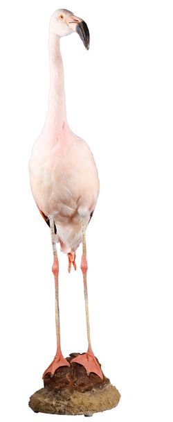 Flamingo - 写真・画像