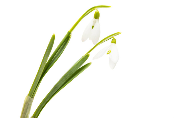 śnieg kropla kwiat izolowane na białym tle - Zdjęcie, obraz