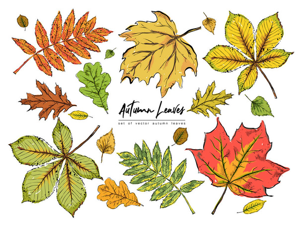 Zestaw różnych pięknych kolorowych liści jesienią na białym tle. Ręcznie rysowane wektor ilustracja. - Wektor, obraz