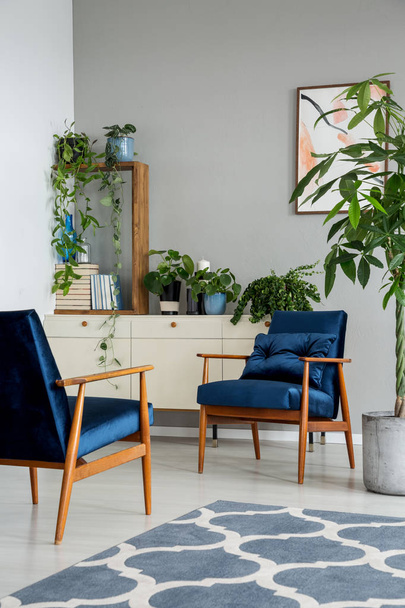 Mintás szőnyeg kék fotelek, szürke lakás növényekkel, a szekrény mellett. Valódi fotó - Fotó, kép