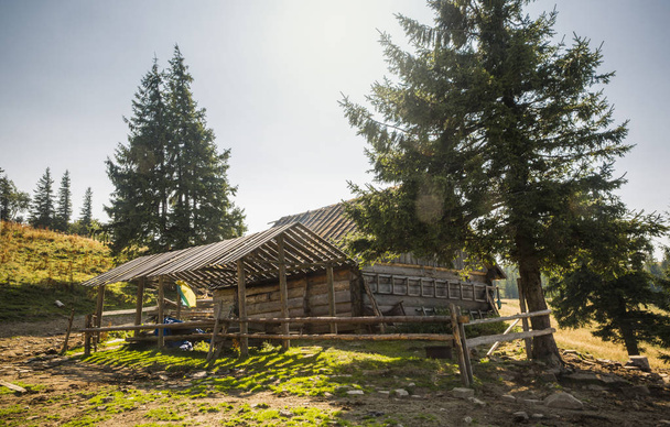 wooden old house in the mountains. coniferous forest on a sunny summer day. - Photo, Image
