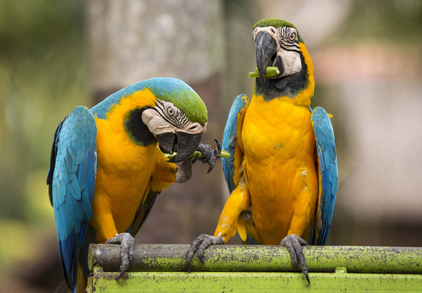 δύο παπαγάλοι των macaw κάθονται σε κούρνια σε μια ηλιόλουστη ημέρα - Φωτογραφία, εικόνα