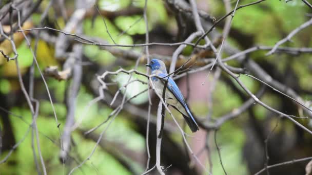 Πουλί (Verditer Flycatcher, Eumyias thalassinus) μπλε σε όλες τις περιοχές του σώματος, εκτός από το μαύρο eye-μπάλωμα και γκρι διεξόδων σκαρφαλωμένο σε ένα δέντρο σε μια φύση άγρια, διανομή κοινής - Πλάνα, βίντεο