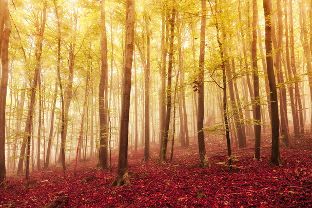 Artistic autumn season oversaturated foggy forest landscape background - Φωτογραφία, εικόνα