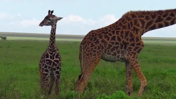 giraffes with baby - Footage, Video