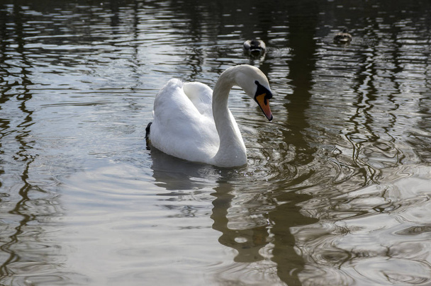 One swan on Odra river, largest waterfowl birds with white feathers swimming - Fotografie, Obrázek