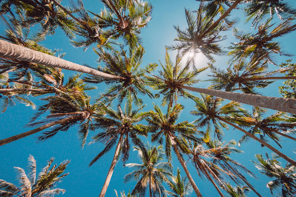 Coqueiros tropicais na ilha tropical. Fundo de viagem
 - Foto, Imagem