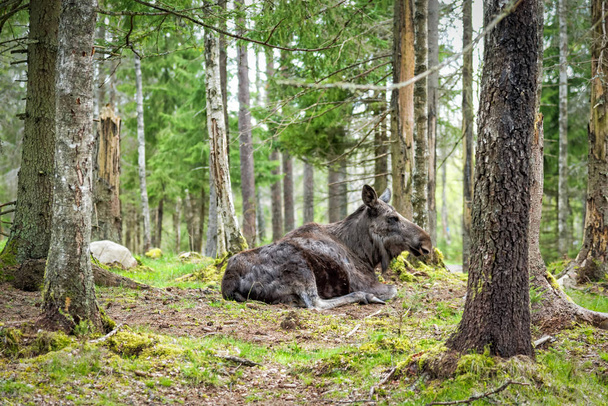 close up view of moose resting in Swedish forest - Фото, зображення