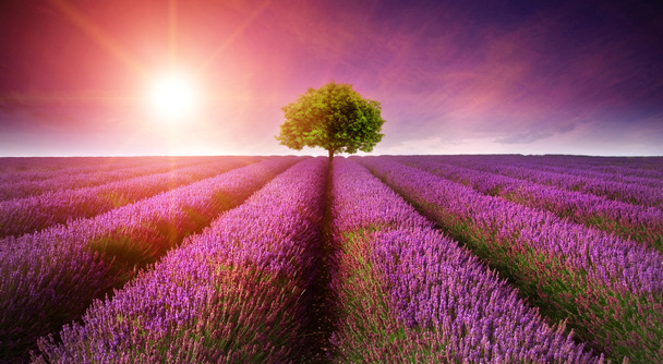 Upea laventeli kenttä maisema Kesä auringonlasku yhden puun
 - Valokuva, kuva