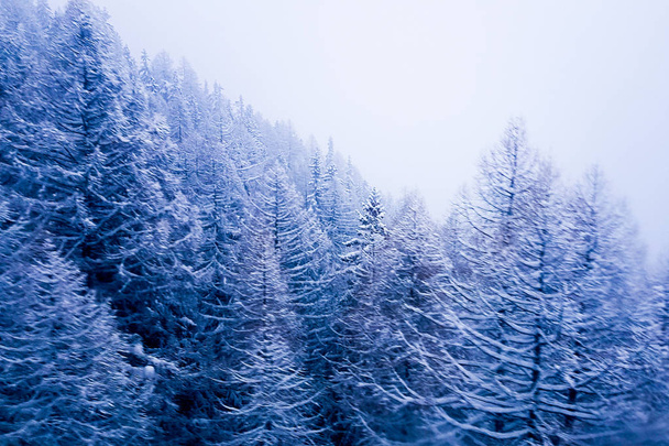 A köd és a fák, a hegyekben, Svájc, nagyon hideg légkör - Fotó, kép